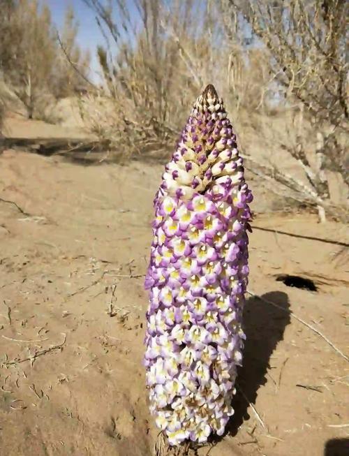 药材肉苁蓉的种植技术-图2 药材肉苁蓉的种植技术-图2