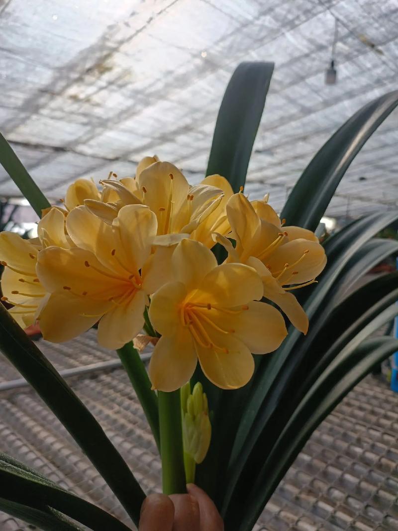 大花君子兰是好品种吗-图3