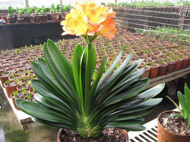 大花君子兰是好品种吗-图2