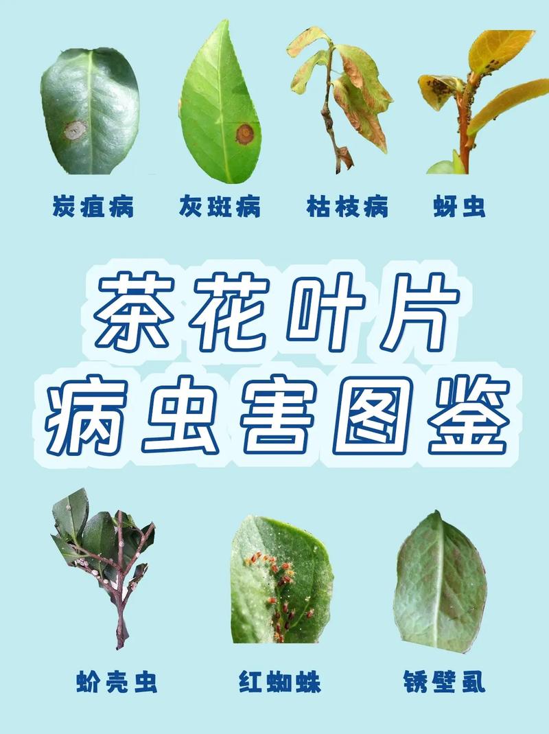 桂林茶花虫害防治技术有哪些关键要点?-图1 桂林茶花虫害防治技术有哪些关键要点?-图1