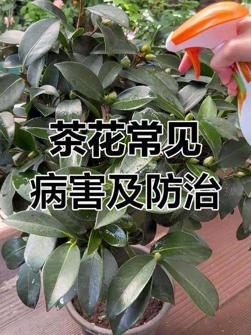桂林茶花虫害防治技术有哪些关键要点？-图3