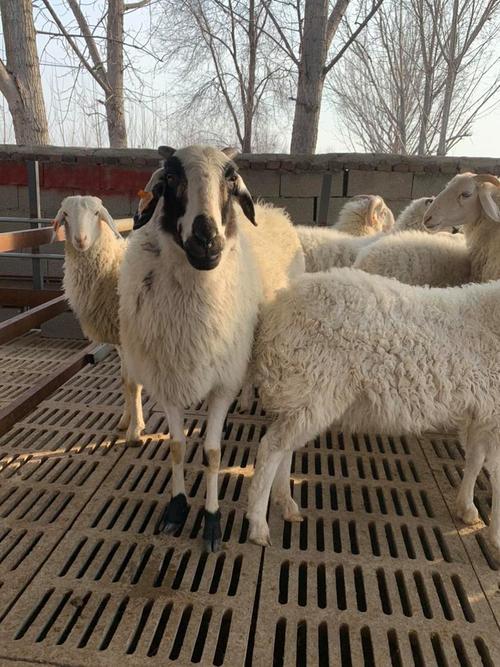 山东小尾寒羊价格师培训-图2 山东小尾寒羊价格师培训-图2