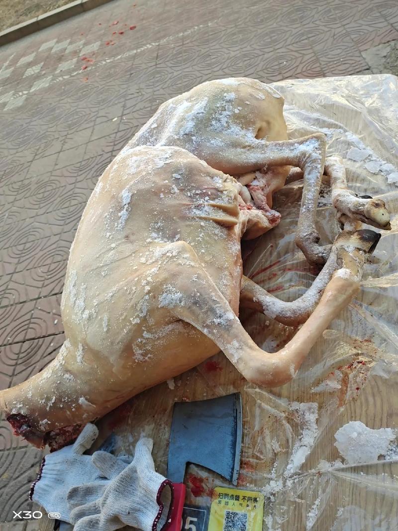 山东小尾寒羊价格师培训-图3 山东小尾寒羊价格师培训-图3