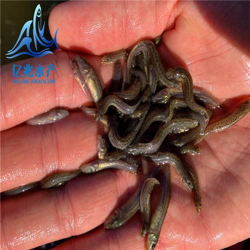 台湾泥鳅2025年价格会涨还是会跌？-图1