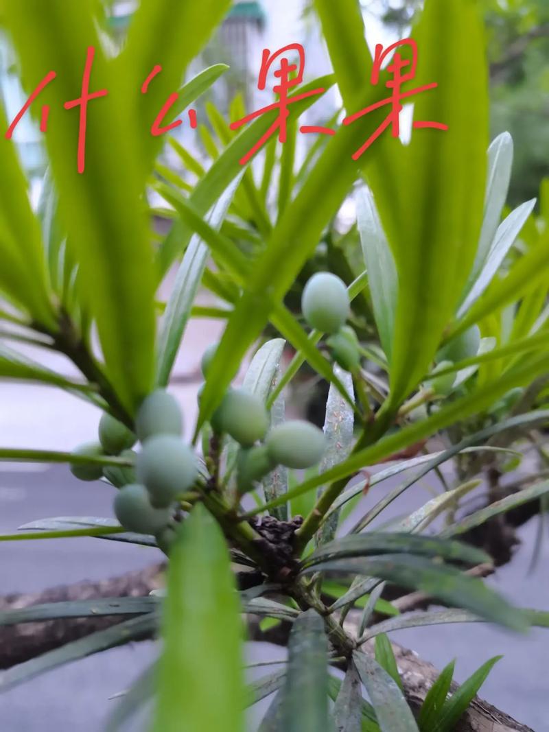 哪些罗汉松品种能结果实?-图2 哪些罗汉松品种能结果实?-图2