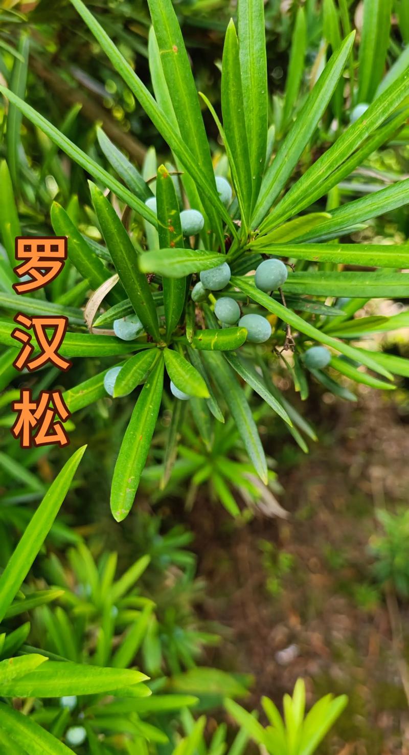 哪些罗汉松品种能结果实?-图1 哪些罗汉松品种能结果实?-图1