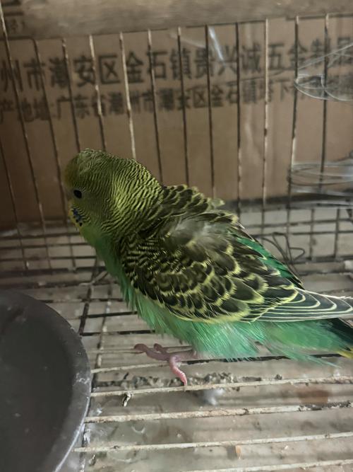 2025年虎皮鹦鹉价格会涨跌？影响因素有哪些？-图3