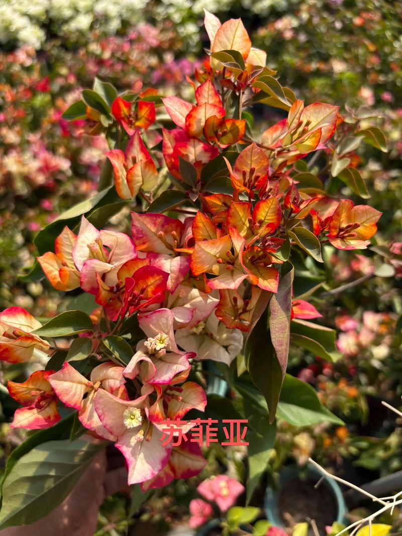 三角梅品种究竟有多少?-图2 三角梅品种究竟有多少?-图2