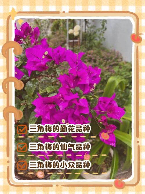 三角梅品种究竟有多少?-图1 三角梅品种究竟有多少?-图1