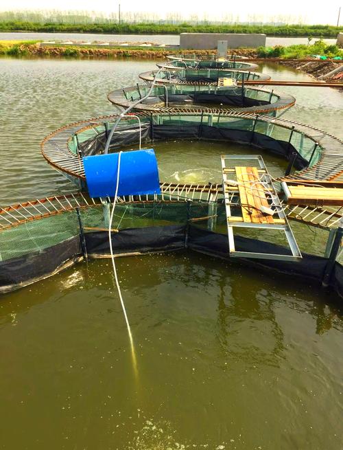 鲟鱼网箱养殖技术视频怎么学?-图1 鲟鱼网箱养殖技术视频怎么学?-图1