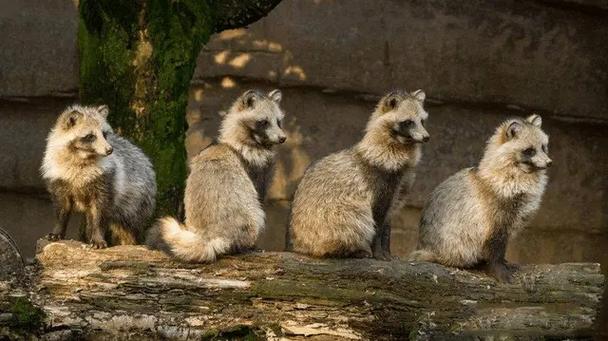 2025今日貉子价格多少钱?-图1 2025今日貉子价格多少钱?-图1