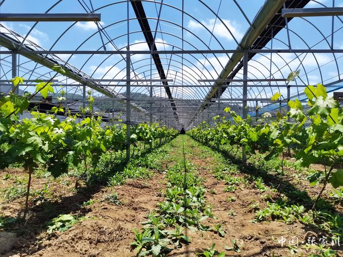 最先进葡萄种植技术有哪些核心突破?-图2 最先进葡萄种植技术有哪些核心突破?-图2