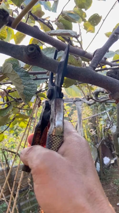 猕猴桃树剪枝何时最佳？技术要点有哪些？-图2