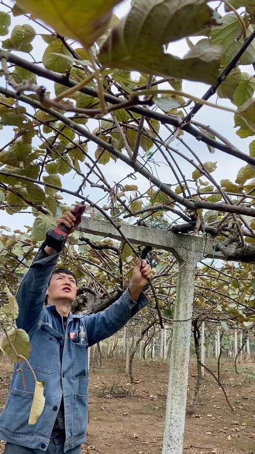 猕猴桃树剪枝何时最佳?技术要点有哪些?-图1 猕猴桃树剪枝何时最佳?技术要点有哪些?-图1