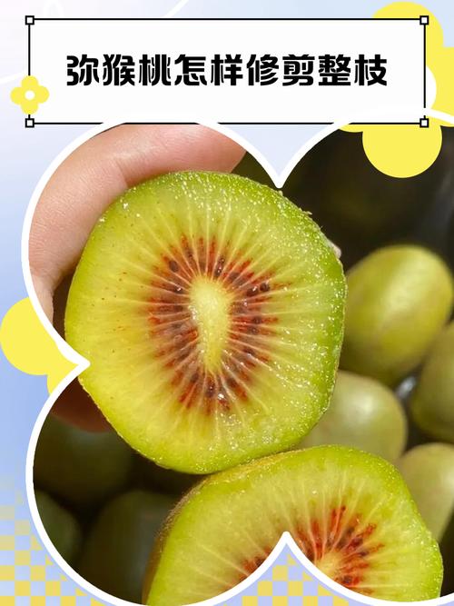 猕猴桃树剪枝何时最佳?技术要点有哪些?-图3 猕猴桃树剪枝何时最佳?技术要点有哪些?-图3