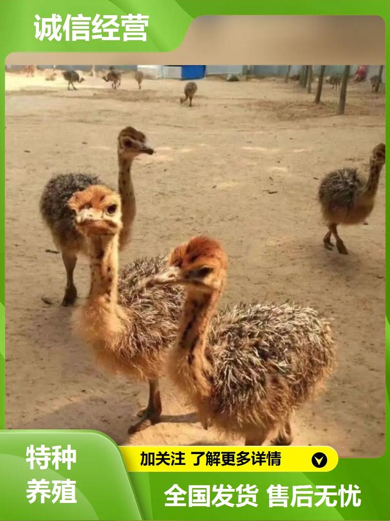 鸵鸟养殖赚钱吗?技术门槛有多高?-图1 鸵鸟养殖赚钱吗?技术门槛有多高?-图1