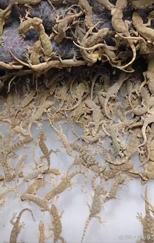 壁虎养殖技术难点有哪些？-图3