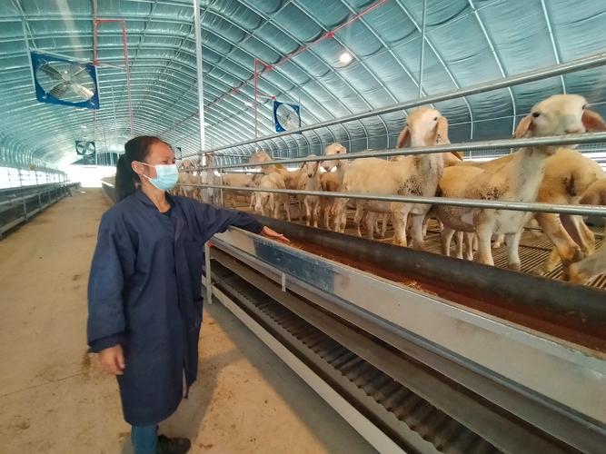 秸秆发酵养羊技术视频如何操作？-图2