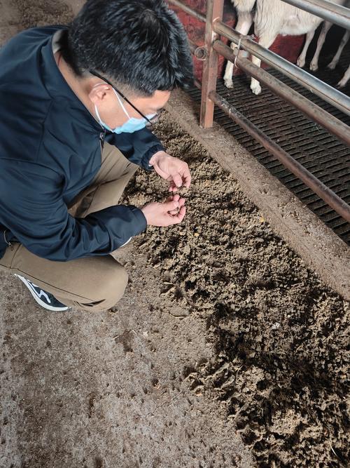 秸秆发酵养羊技术视频如何操作?-图1 秸秆发酵养羊技术视频如何操作?-图1