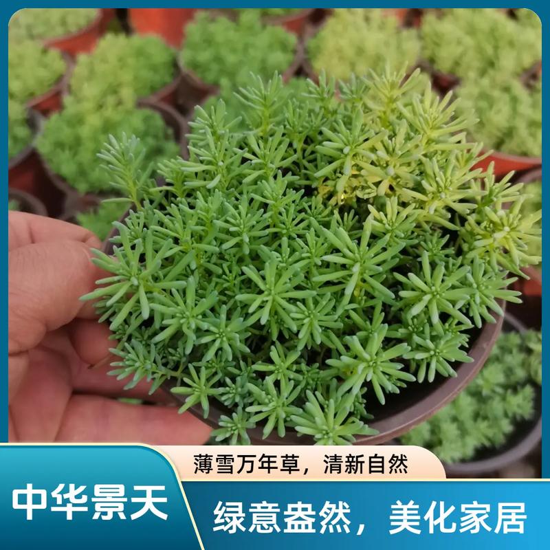 薄雪万年草品种到底有几个?-图1 薄雪万年草品种到底有几个?-图1