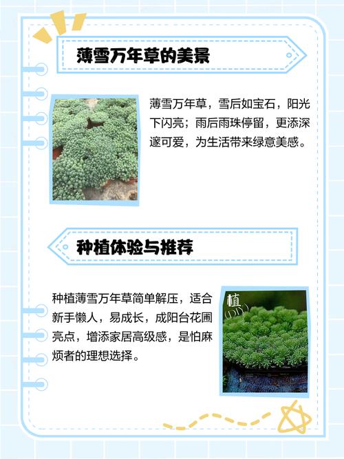 薄雪万年草品种到底有几个？-图3