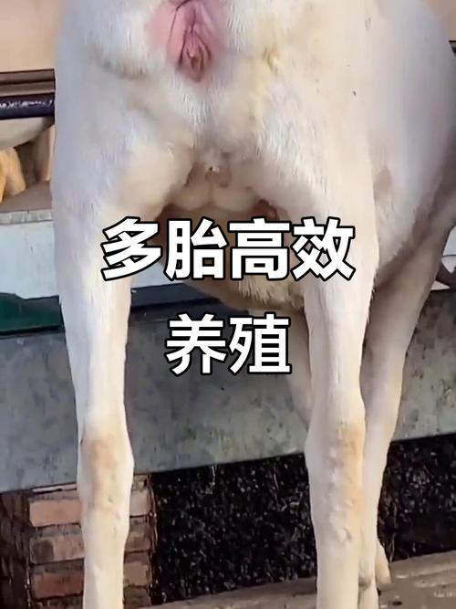 养繁殖母羊挣钱的技术-图1 养繁殖母羊挣钱的技术-图1