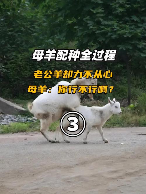 养繁殖母羊挣钱的技术-图2