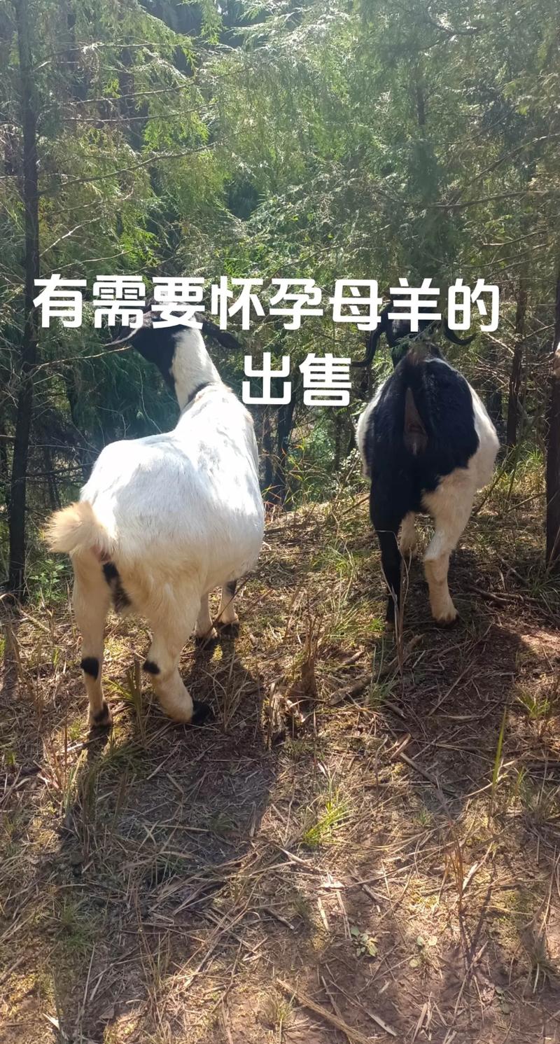 养繁殖母羊挣钱的技术-图3