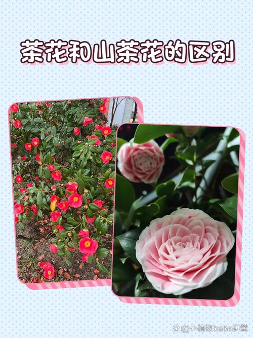 茶花裂香是早花品种吗-图3 茶花裂香是早花品种吗-图3