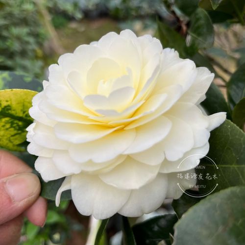 茶花裂香是早花品种吗-图1 茶花裂香是早花品种吗-图1