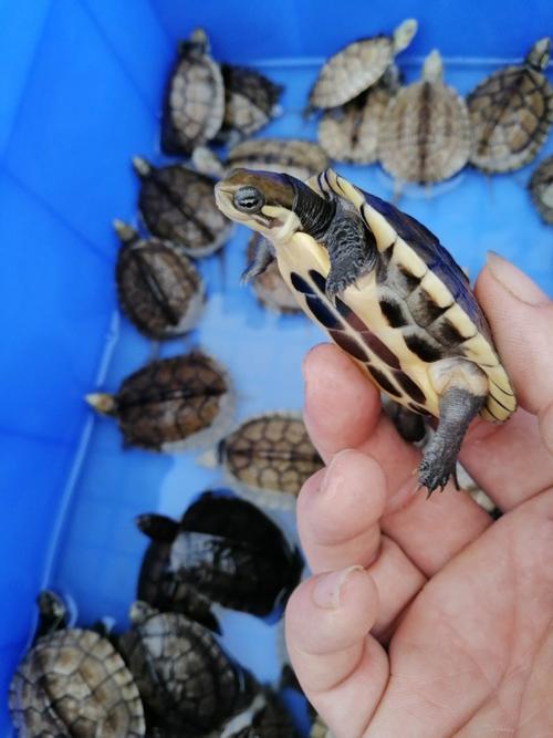 2025越南石龟苗价格多少钱一只？-图1