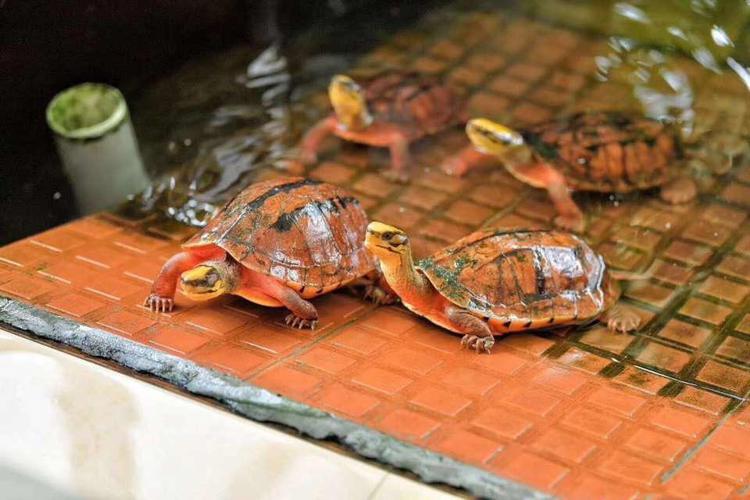 2025越南石龟苗价格多少钱一只？-图2