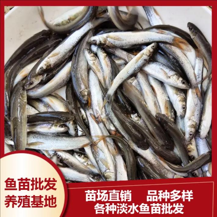 2025台湾鳗鱼苗价格会涨还是跌？-图2