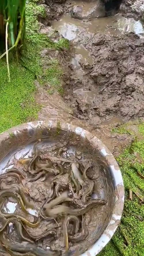 池塘泥鳅养殖技术视频,如何快速掌握核心要点?-图3 池塘泥鳅养殖技术视频,如何快速掌握核心要点?-图3