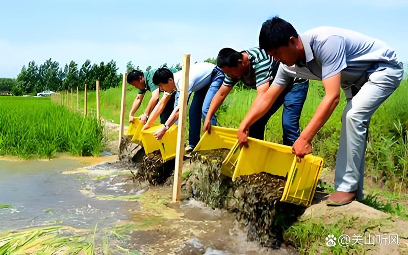 池塘泥鳅养殖技术视频,如何快速掌握核心要点?-图1 池塘泥鳅养殖技术视频,如何快速掌握核心要点?-图1