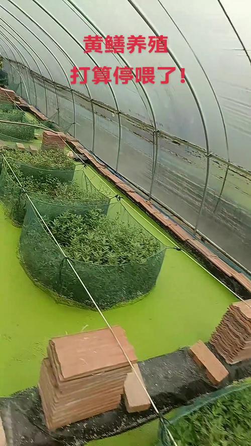 池塘泥鳅养殖技术视频,如何快速掌握核心要点?-图2 池塘泥鳅养殖技术视频,如何快速掌握核心要点?-图2