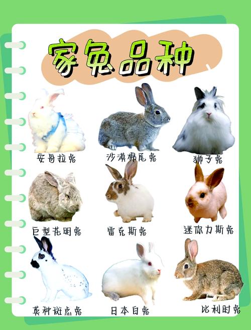 兔有哪些种类?养殖技术如何掌握?-图1 兔有哪些种类?养殖技术如何掌握?-图1