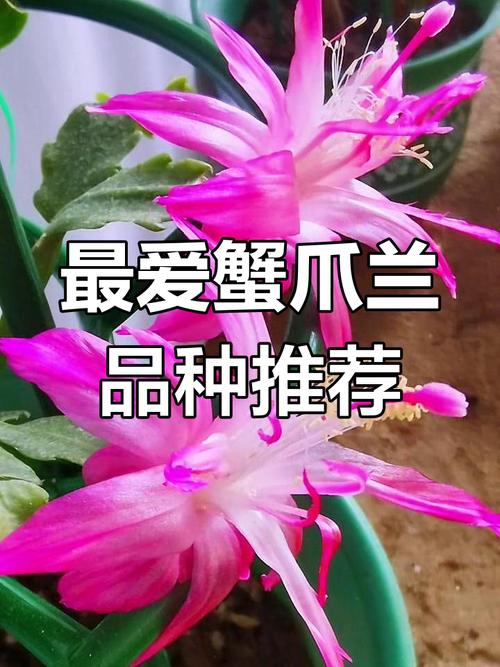 蟹爪兰到底有多少品种?-图2 蟹爪兰到底有多少品种?-图2