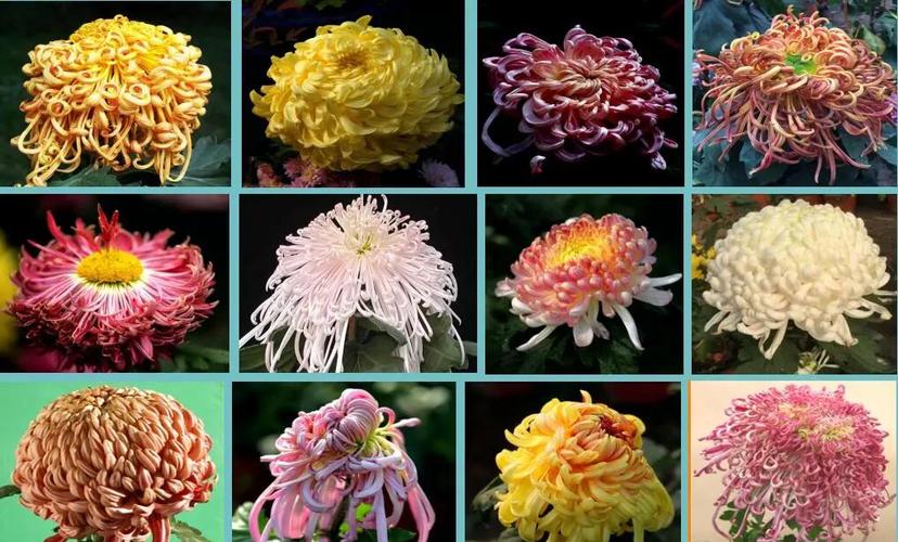 十大名贵菊花品种,哪些最珍稀?-图2 十大名贵菊花品种,哪些最珍稀?-图2