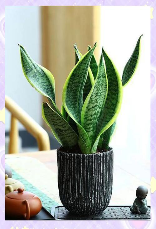 虎尾兰叶子软是品种特性吗?-图1 虎尾兰叶子软是品种特性吗?-图1