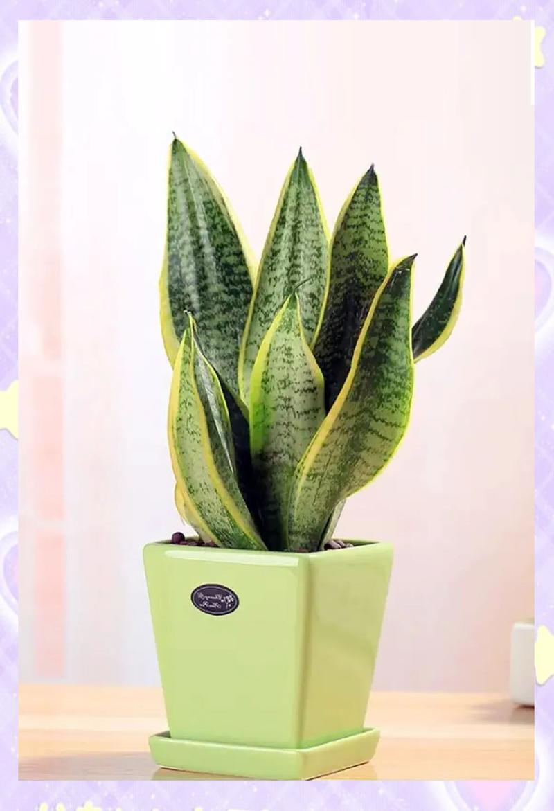 虎尾兰叶子软是品种特性吗?-图2 虎尾兰叶子软是品种特性吗?-图2