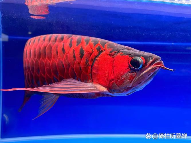 红龙鱼混养选什么新品种鱼合适?-图2 红龙鱼混养选什么新品种鱼合适?-图2
