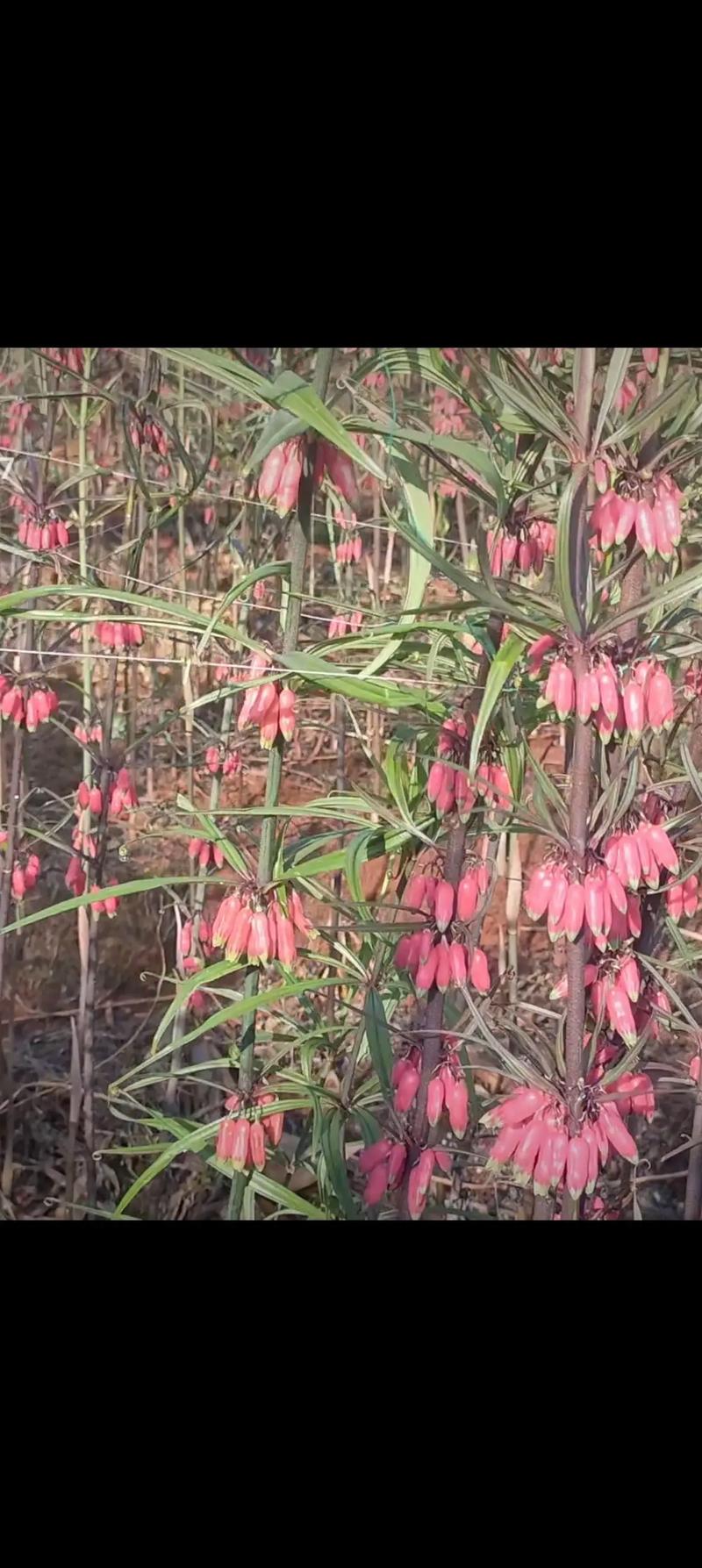 黄精种植技术要点有哪些？-图2