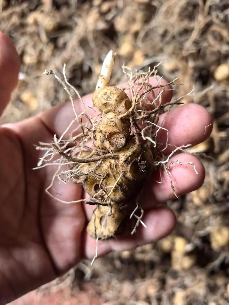 黄精种植技术要点有哪些？-图3