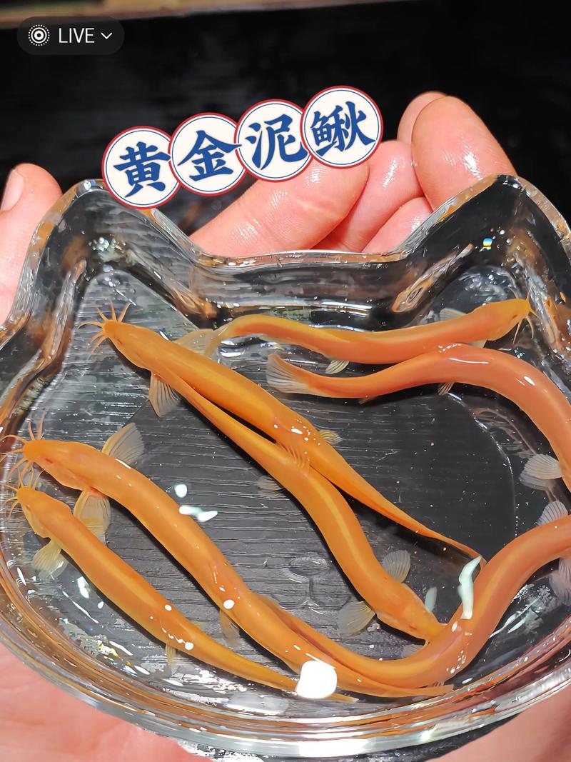 2025年云南泥鳅价格会涨还是跌?-图3 2025年云南泥鳅价格会涨还是跌?-图3