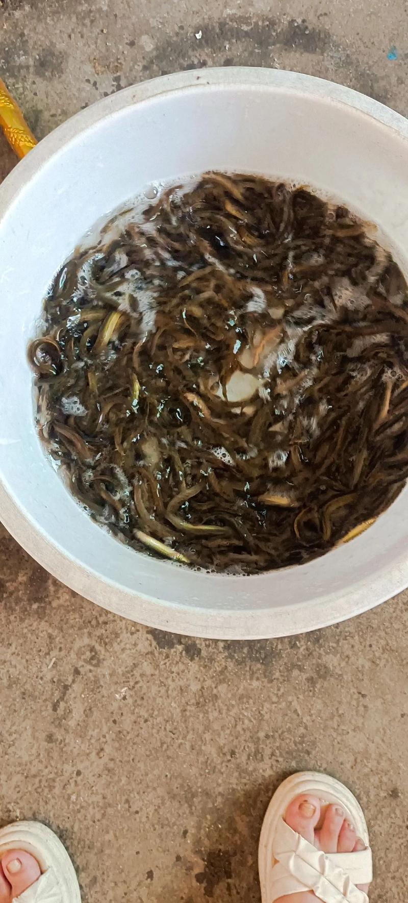 2025年云南泥鳅价格会涨还是跌?-图1 2025年云南泥鳅价格会涨还是跌?-图1