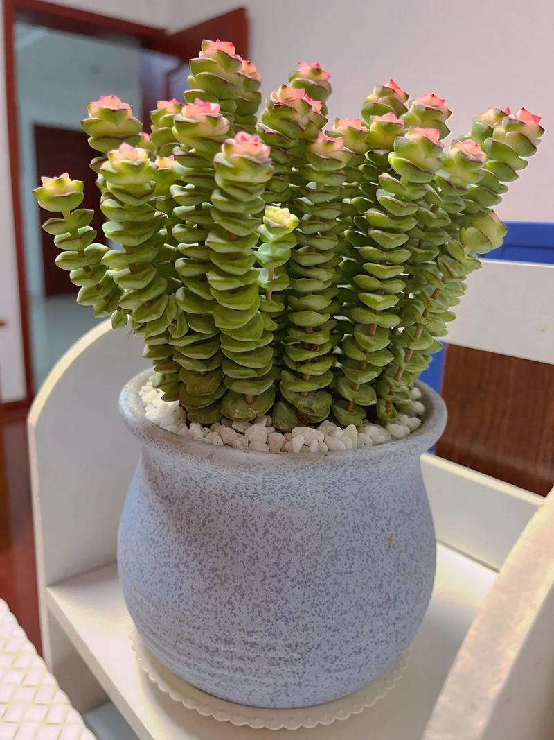 哪些多肉品种被认为能带来财运?-图2 哪些多肉品种被认为能带来财运?-图2