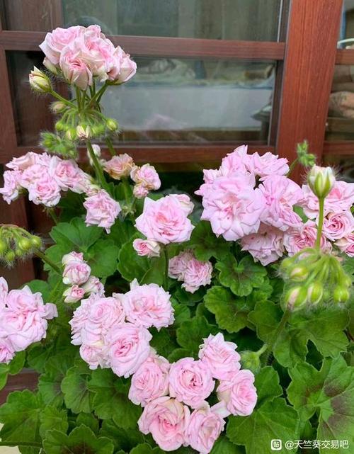 老品种天竺葵有哪些经典品种?-图1 老品种天竺葵有哪些经典品种?-图1