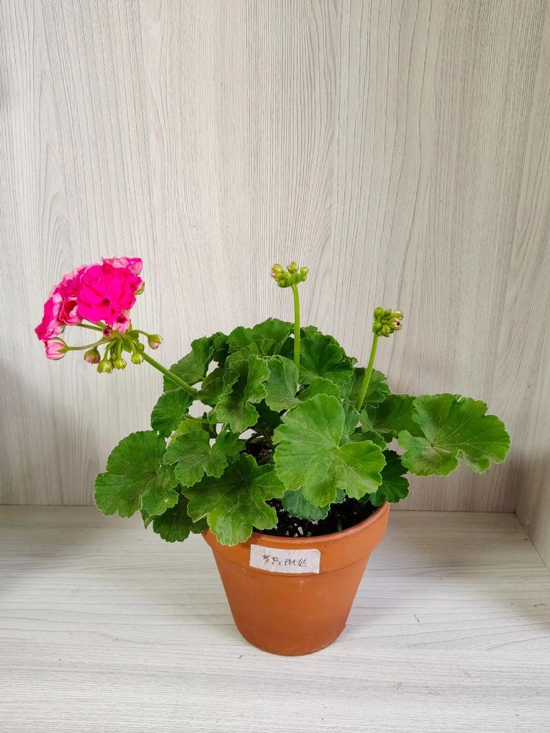 老品种天竺葵有哪些经典品种?-图2 老品种天竺葵有哪些经典品种?-图2