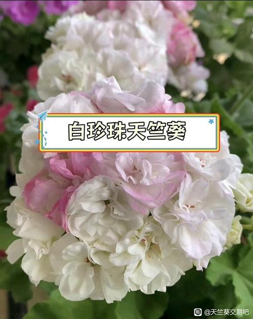 老品种天竺葵有哪些经典品种?-图3 老品种天竺葵有哪些经典品种?-图3